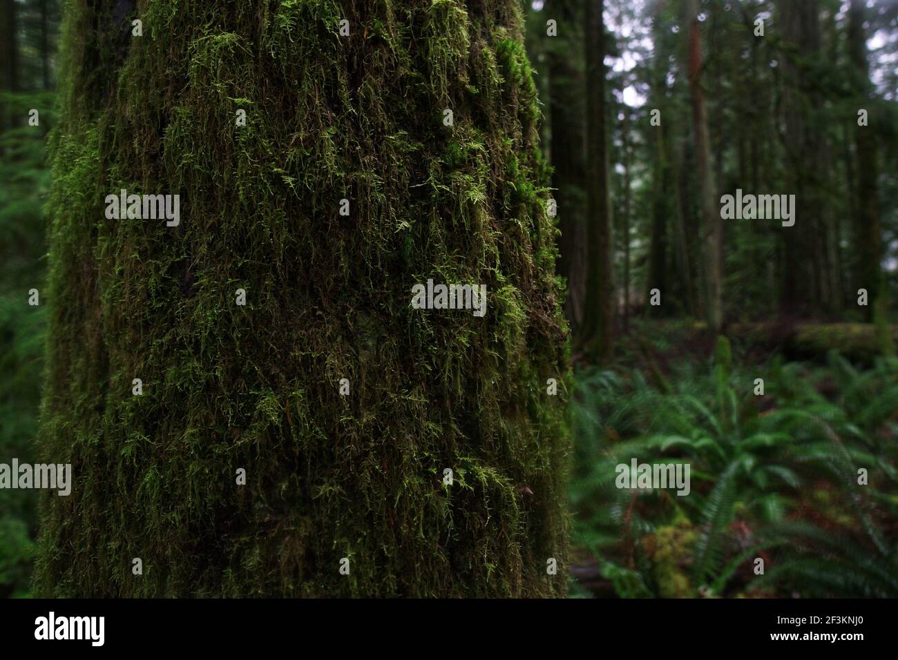 Moss covered redwood-tree in a rainforest, Vancouver Island, Canada. Stock Photo