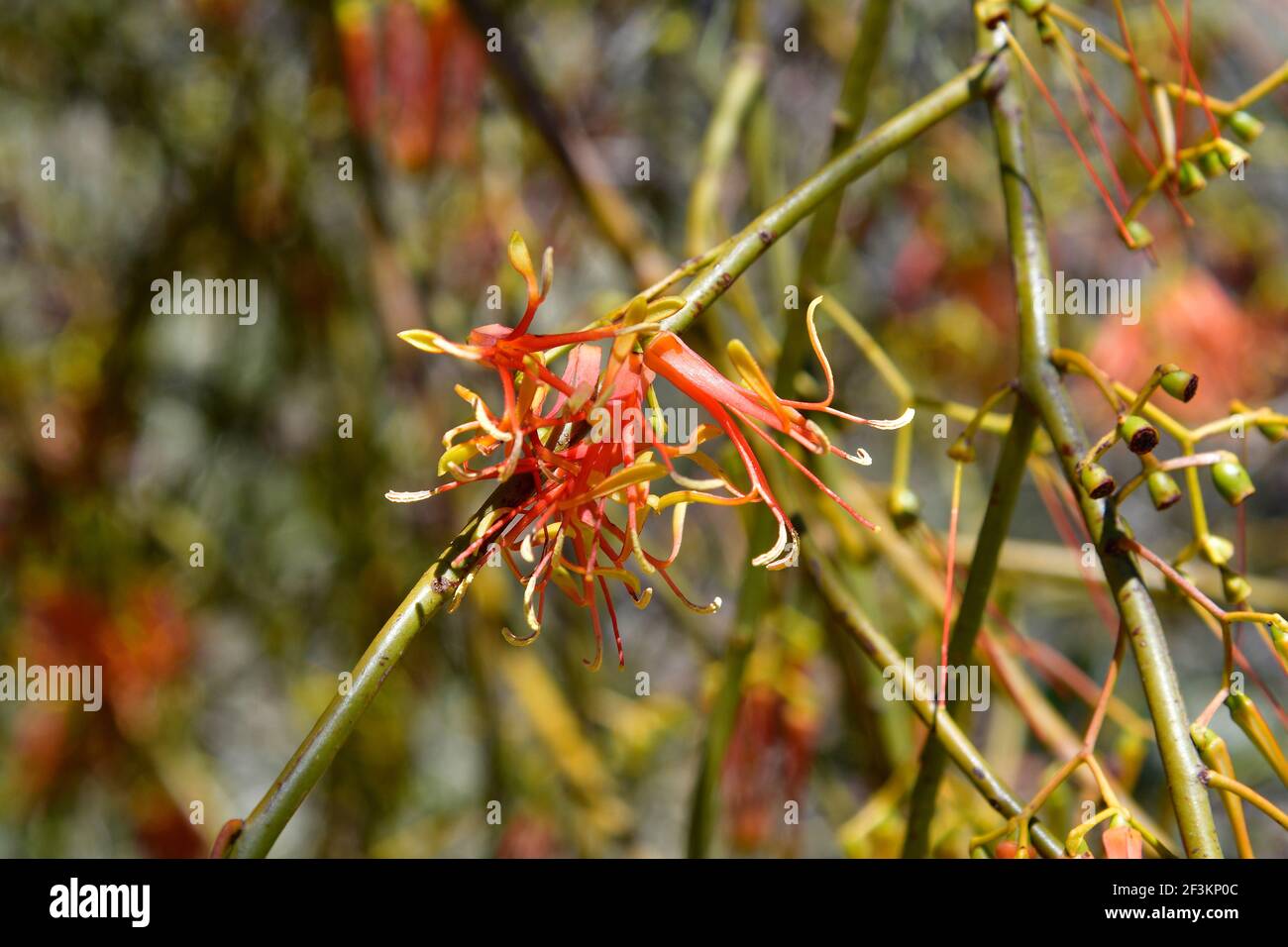 Australia, Amyema preissii, commonly known as wireleaf mistletoe Stock Photo