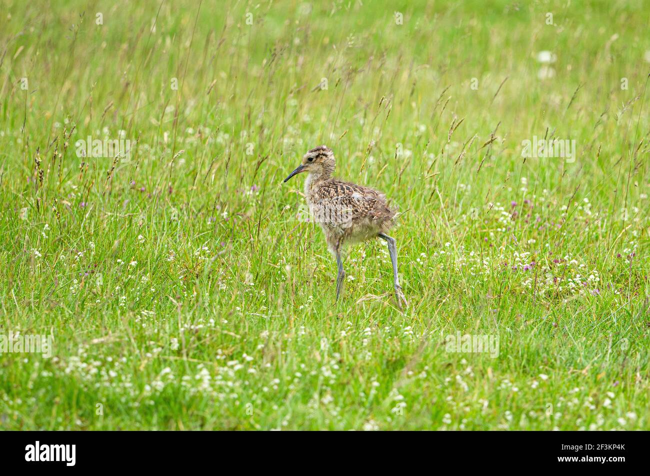 Young Curlew foraging in pastuer. Stock Photo