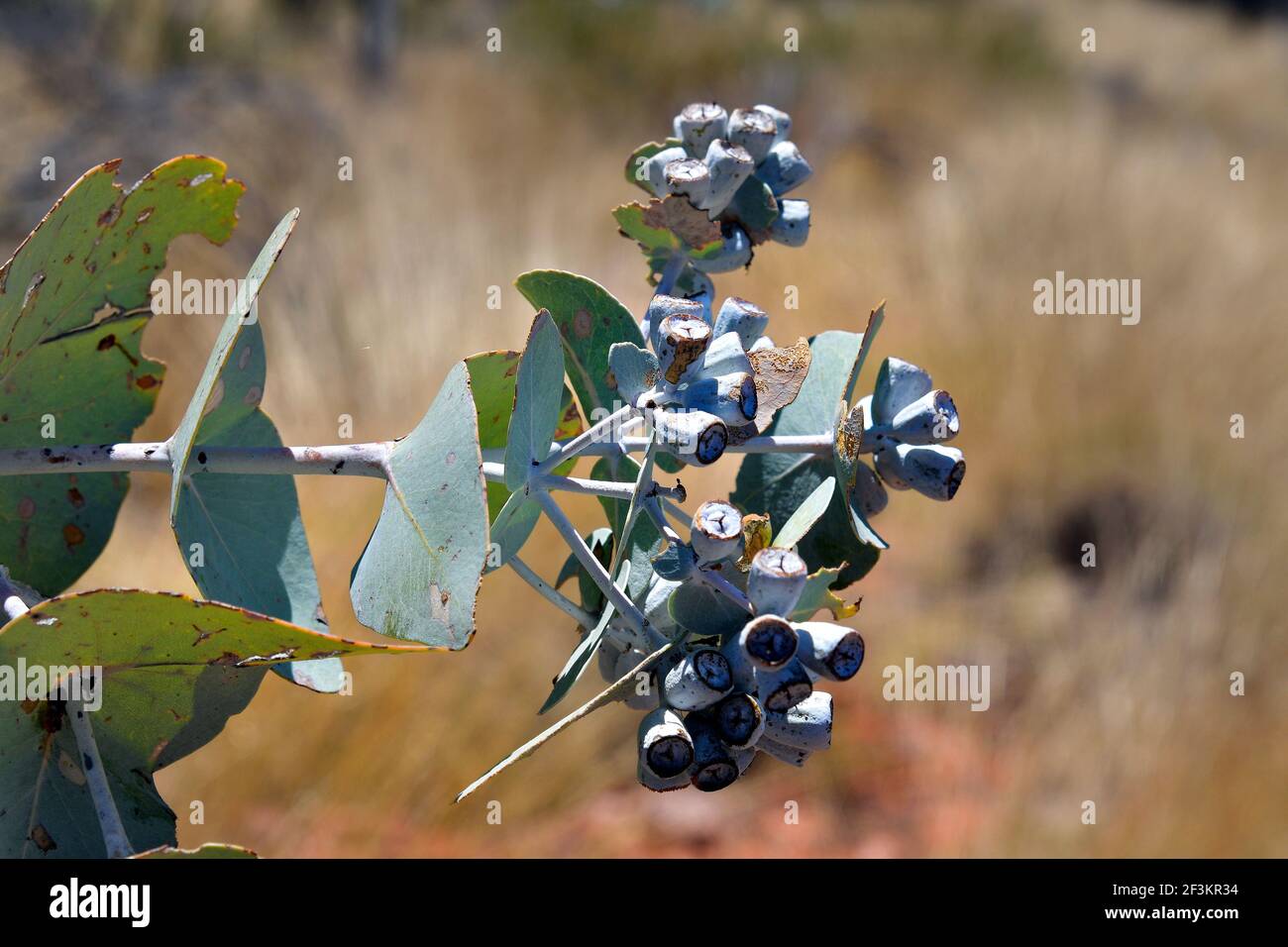 Australia, seeds of blue-leaved mallee commonly known as Warilu Stock Photo