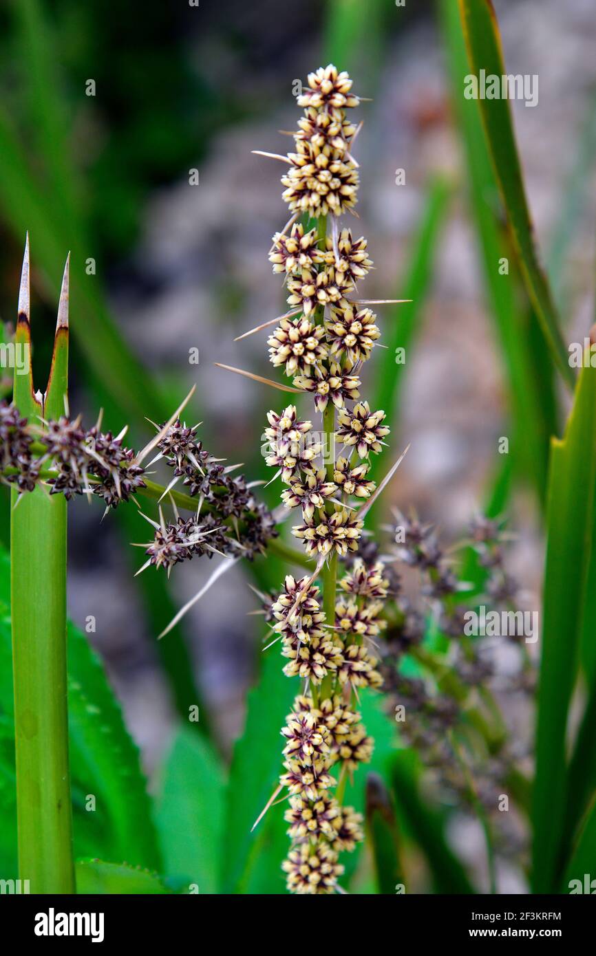 Australia, plant commonly known as spiny-head mat-rush or basket grass, Stock Photo