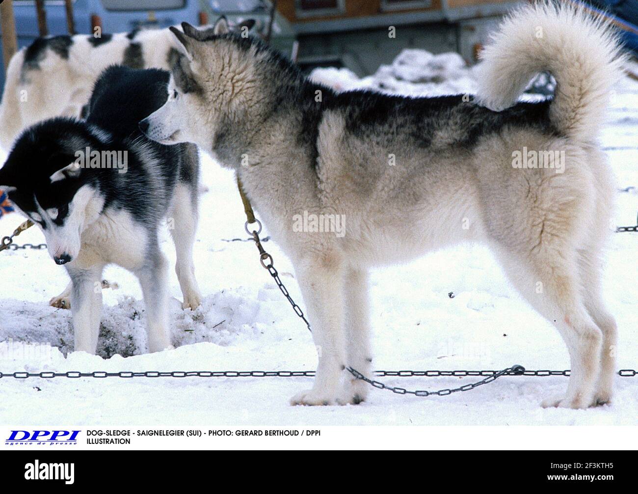 DOG-SLEDGE - SAIGNELEGIER (SUI) - PHOTO: GERARD BERTHOUD / DPPI ILLUSTRATION Stock Photo
