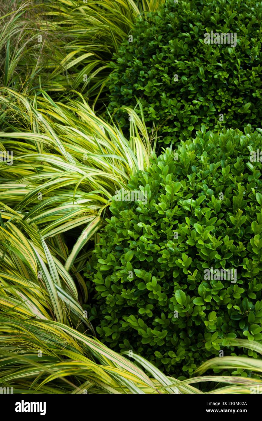 Planting detail box balls with ornamental grass. Rear garden in