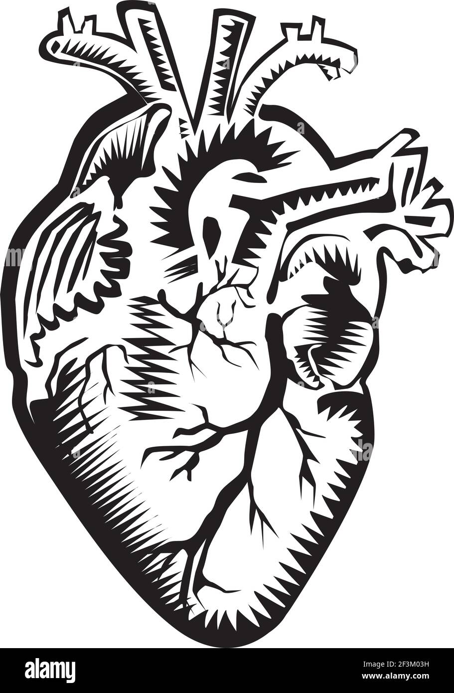 Human heart vector illustration Stock Vector Image & Art - Alamy