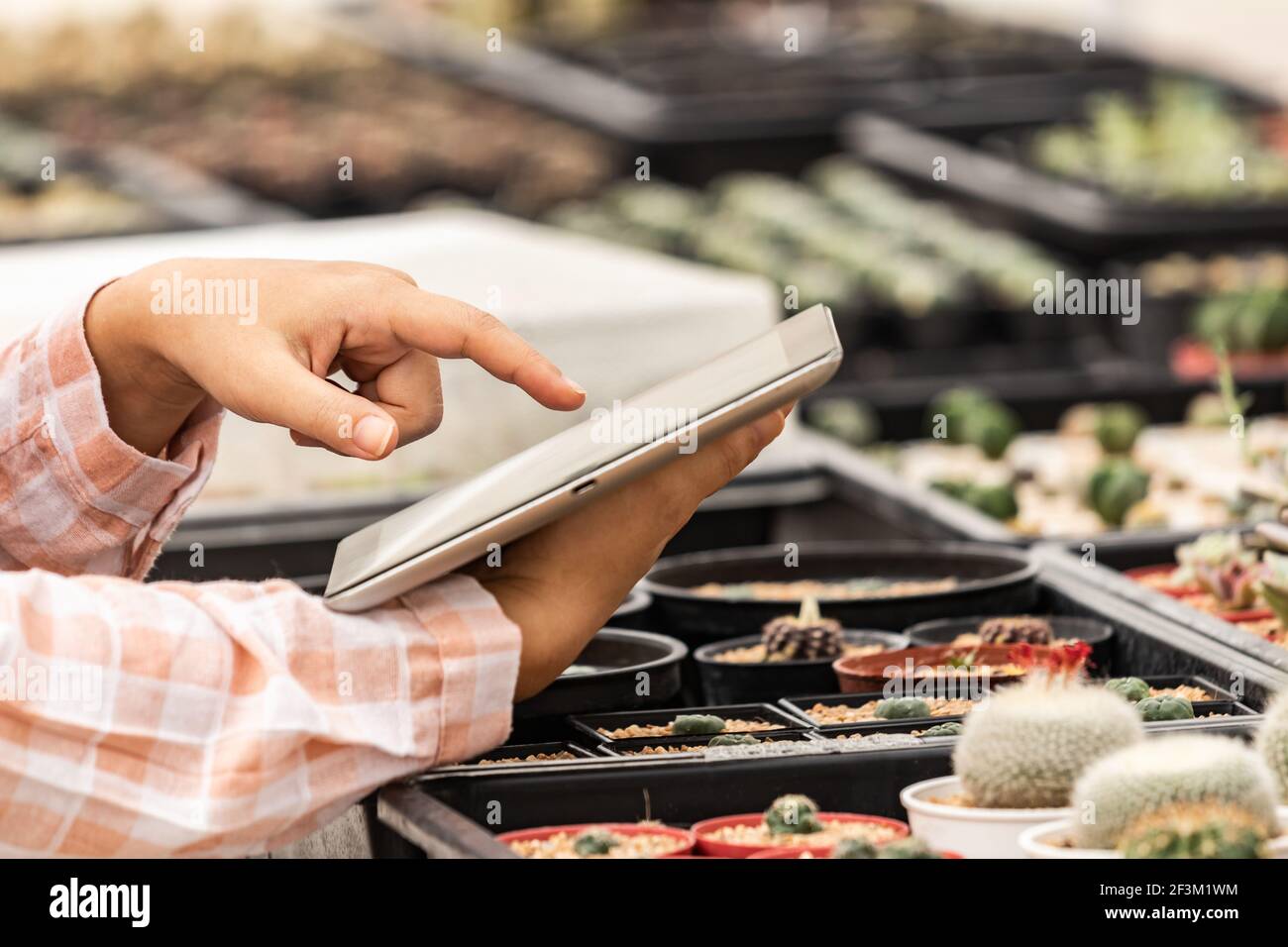 A young woman is checking sales progress on a tablet at the cactus. Asian woman looks at her tablet for selling products. Stock Photo