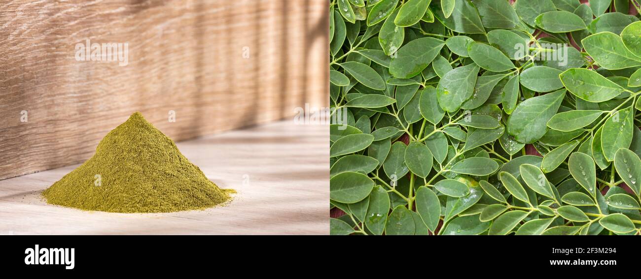 Moringa oleifera - Fresh leaves and moringa powder Stock Photo - Alamy