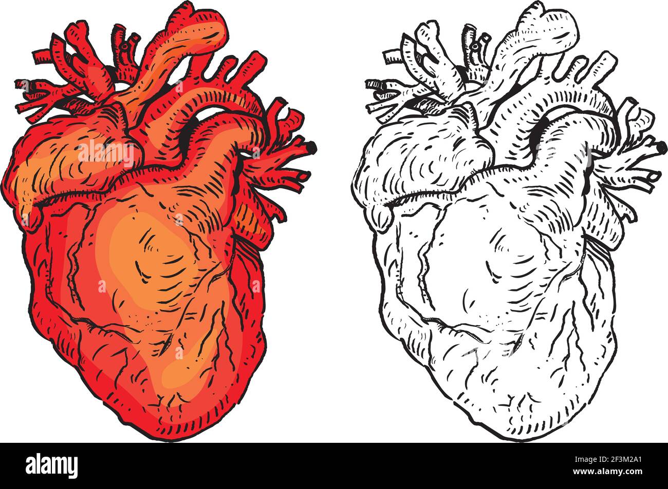 Human heart vector illustration Stock Vector Image & Art - Alamy