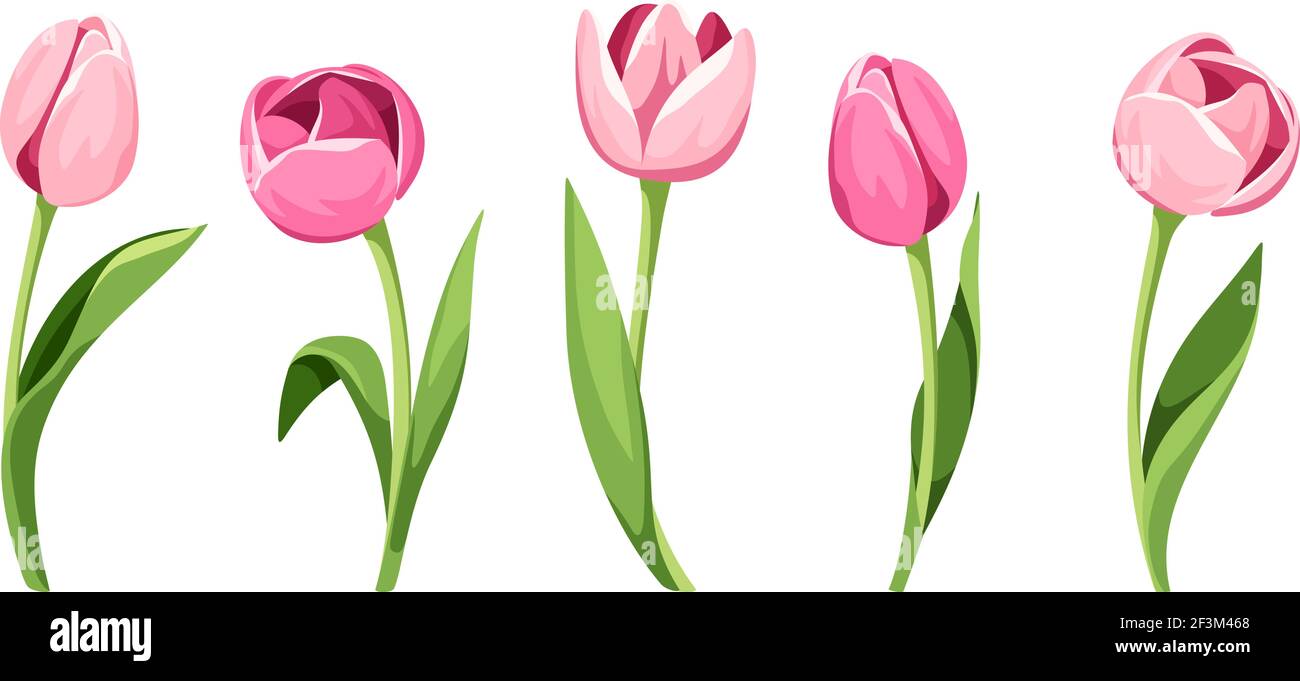 Vector set of five pink tulips isolated on a white background Stock ...
