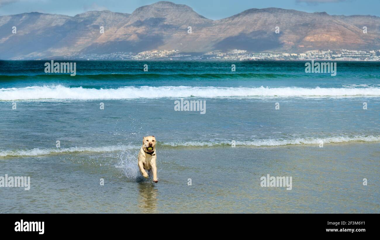 Yellow Labrador retrieving tennis ball from the ocean in the shorebreak. Stock Photo