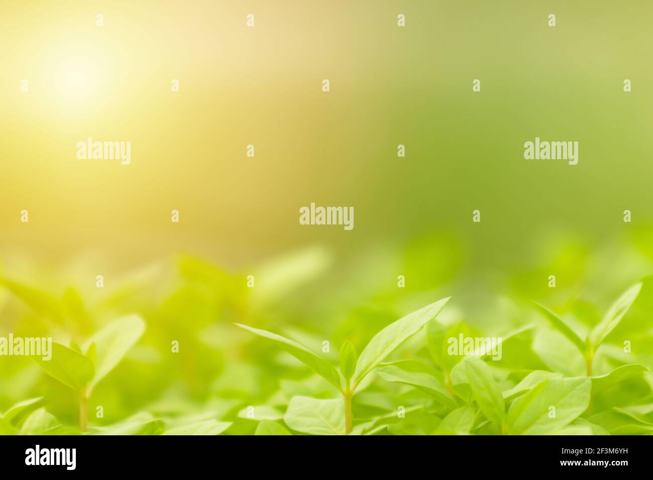 Blur green leaves on sunshine background. Closeup nature view of green leaf on blurred greenery in the garden with copy space using as a background. Stock Photo