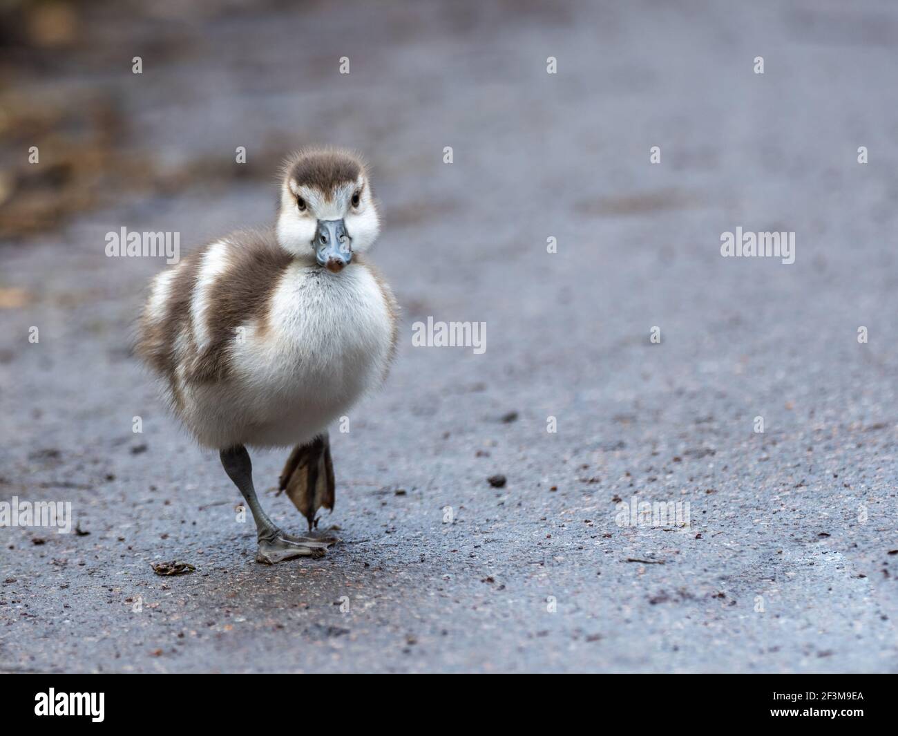 Egyptian Goose Gosling Stock Photo