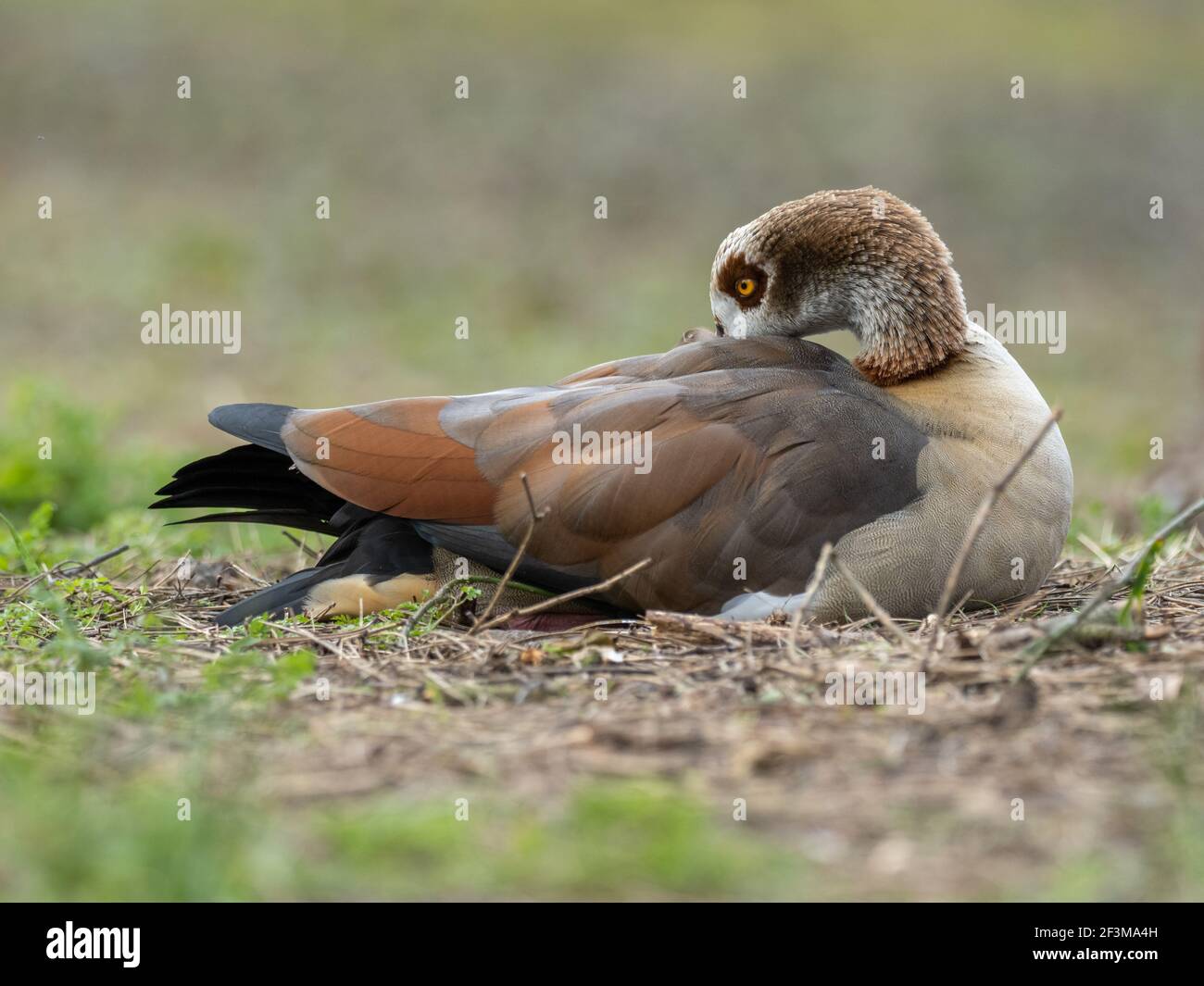 Female Egyptian Goose Preening Stock Photo - Alamy