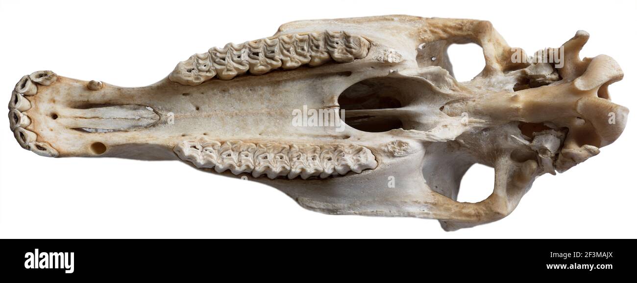 Upper jaw of a horse seen from below, with both rows of teeth, palate, zygomatic bone (or cheekbone), occipital, temporal and ethmoid bone Stock Photo