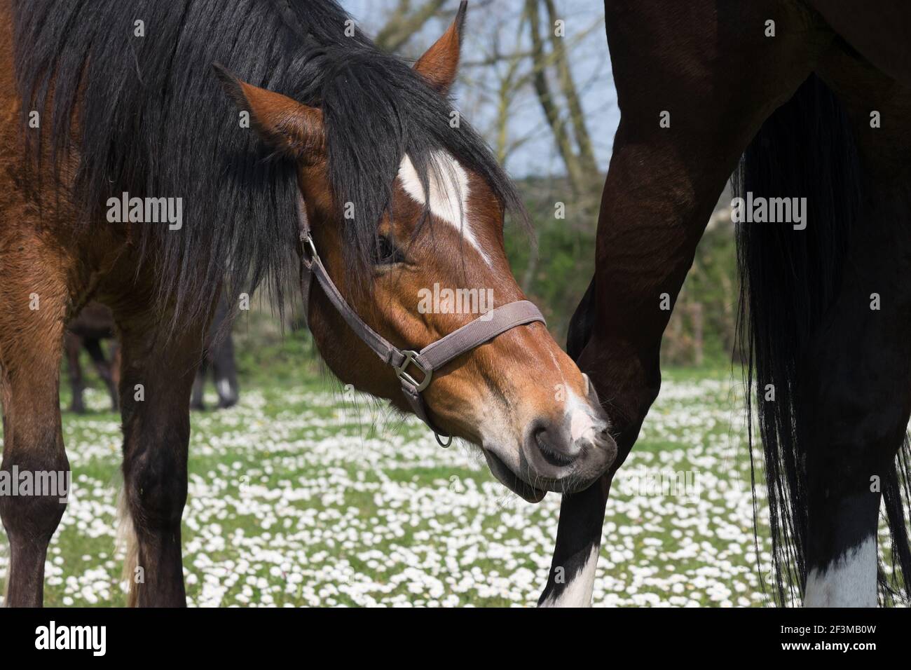 A brown horse wants to bite at the leg of a black horse in a meadow with daisies in early spring