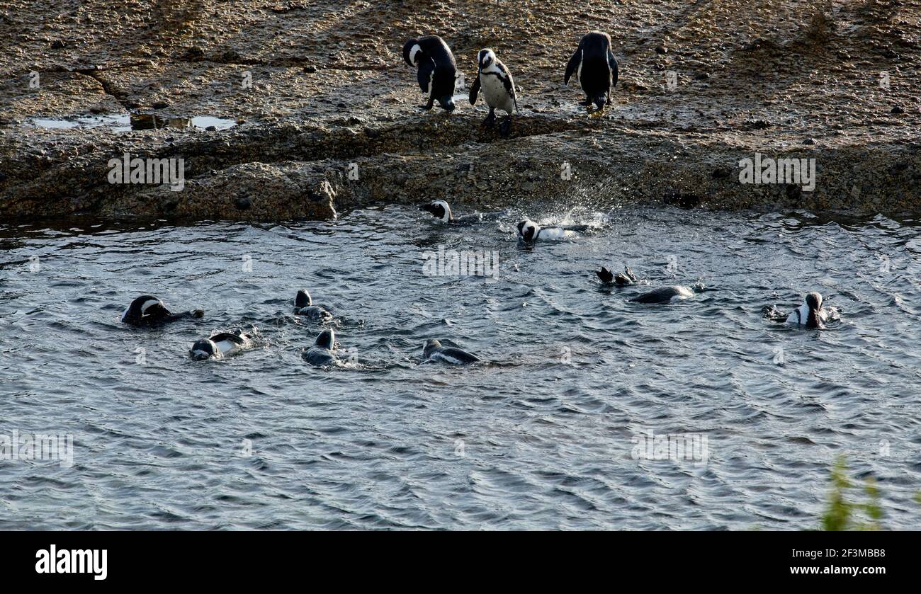 African or Cape Penguins at Bolders Penguin Sanctuary, Cape Town, South Africa Stock Photo
