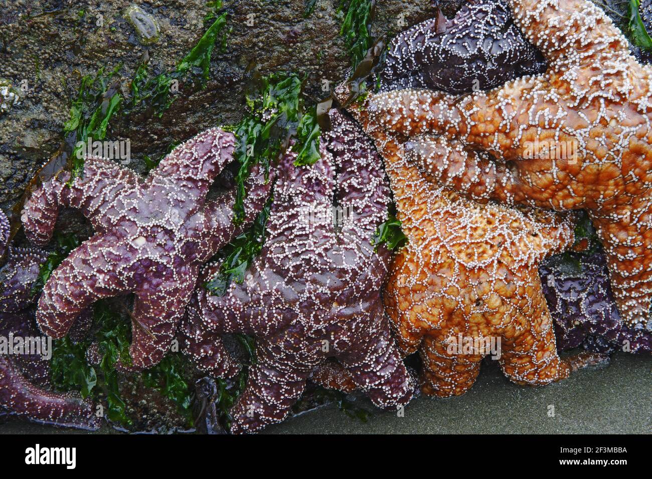 Ochre Sea Star exposed at low tide(Pisaster ochraceus) Olympic National Park Washington State, USA IN000099 Stock Photo