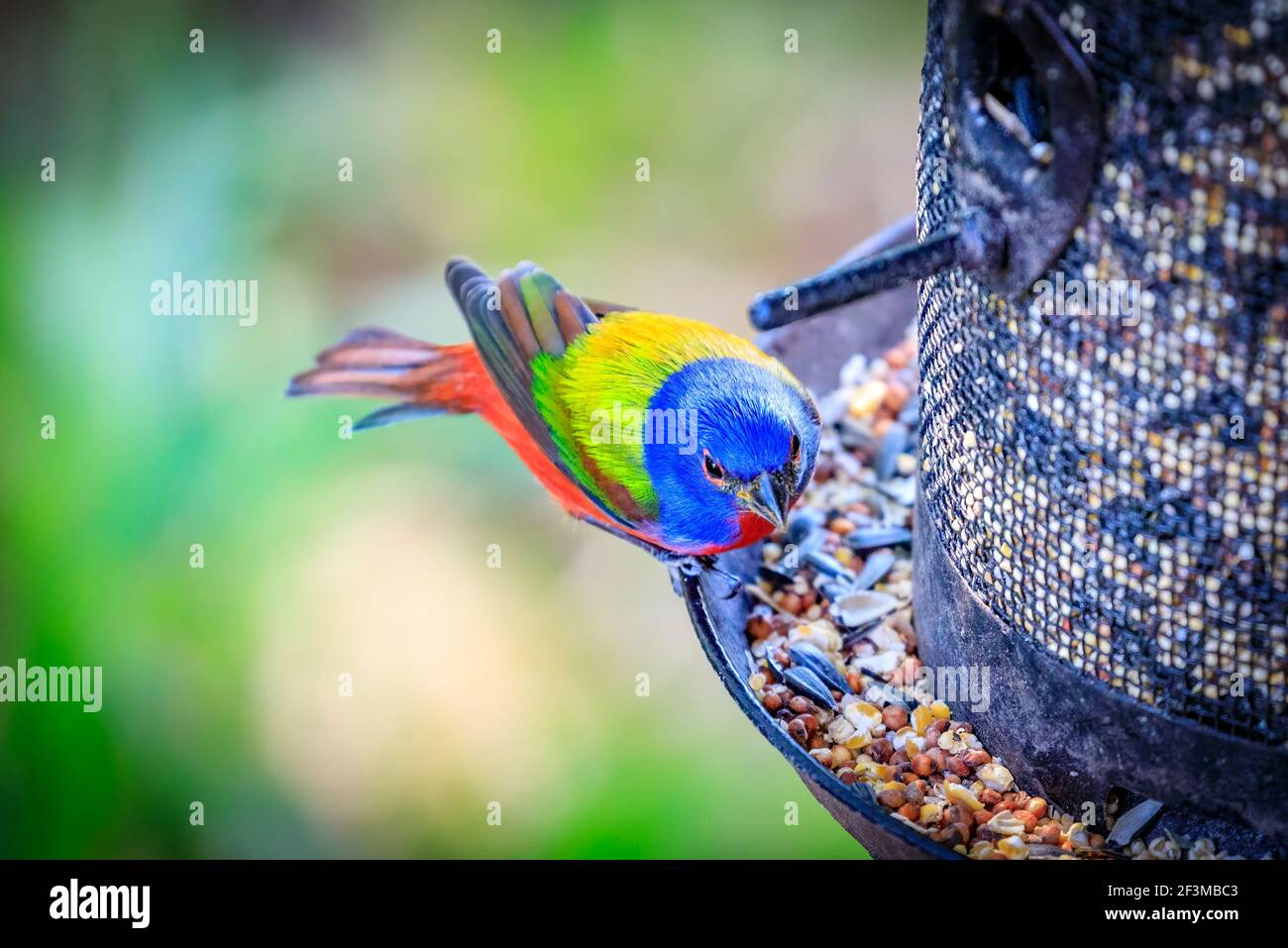 Painted bunting at feeder Stock Photo Alamy