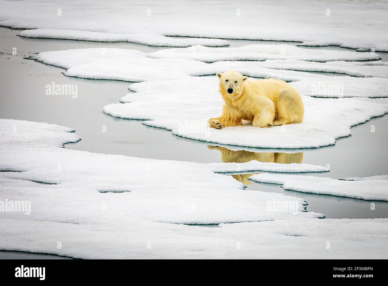 Polar bear on ice flow Stock Photo - Alamy