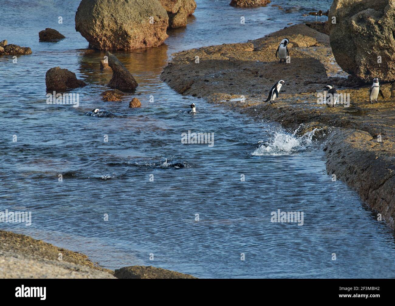 African or Cape Penguins at Bolders Penguin Sanctuary, Cape Town, South Africa Stock Photo