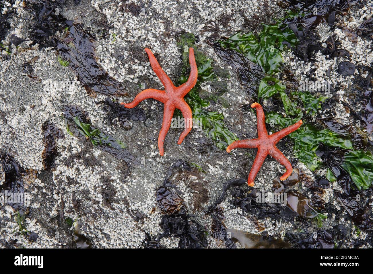 Blood Starfish(Henricia leviuscula) Third Beach Olympic National Park Washington State, USA  IN000118 Stock Photo