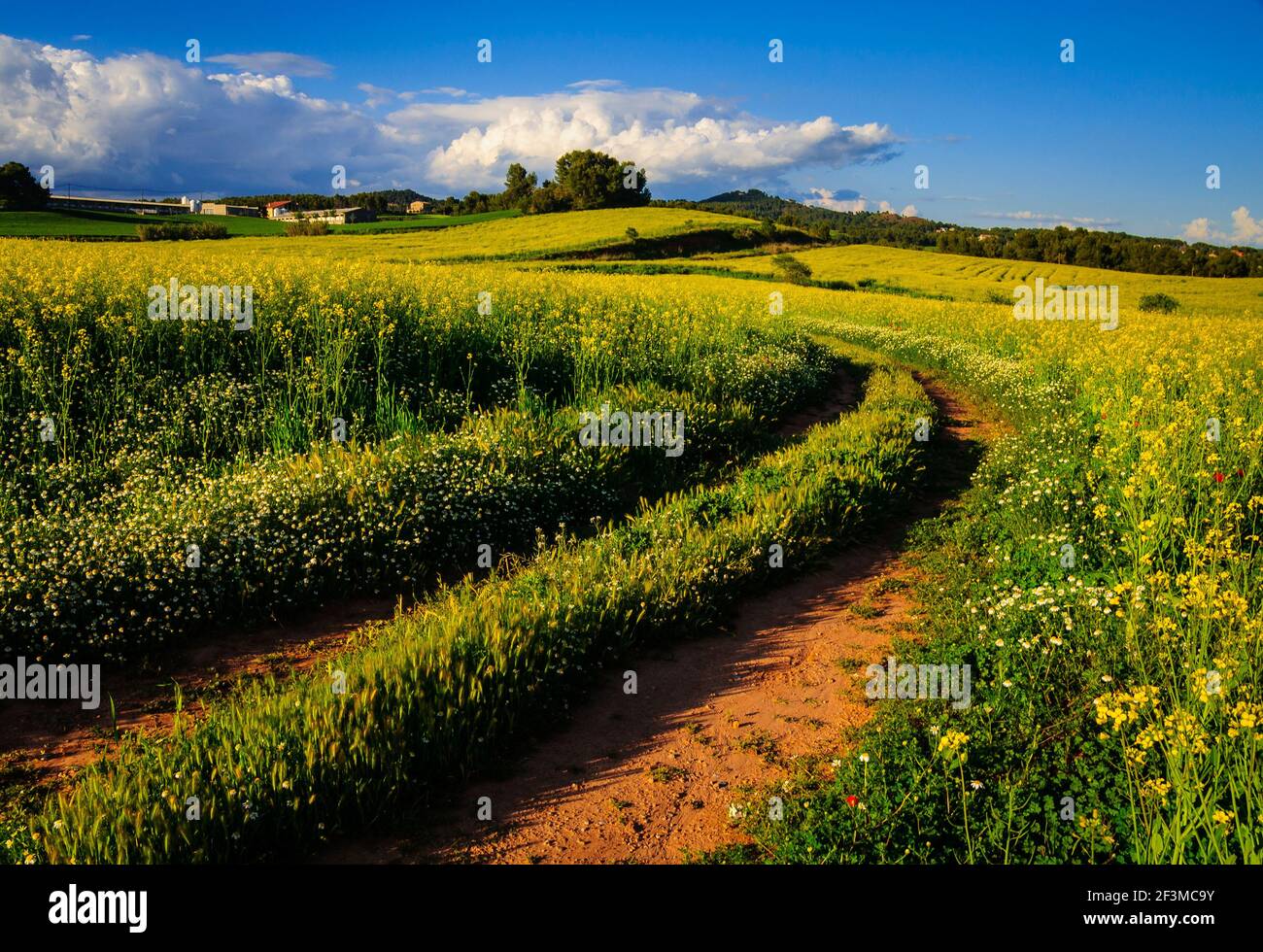 Spring afternoon among green fields in Pla de Bages (Barcelona province, Catalonia, Spain) Stock Photo