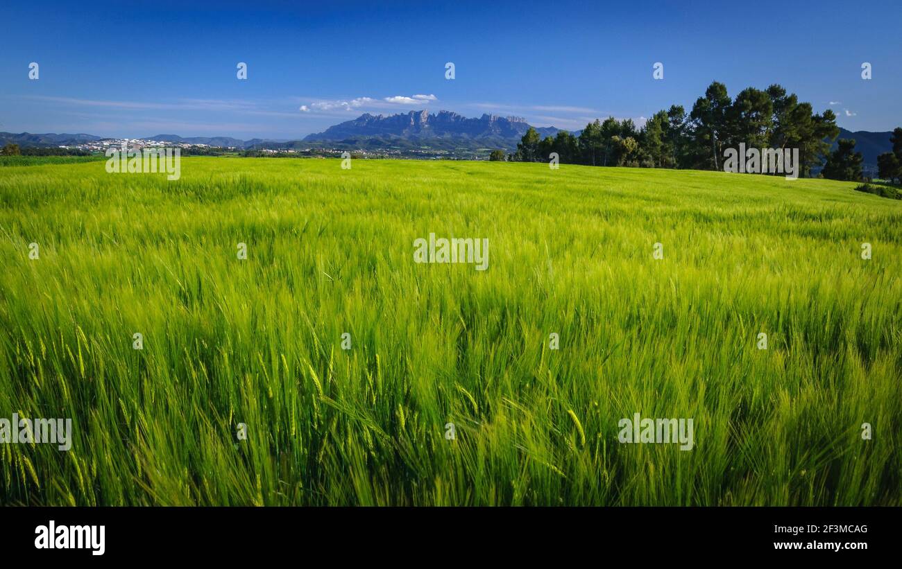 Spring afternoon among green fields in Pla de Bages with Montserrat in the background (Barcelona province, Catalonia, Spain) Stock Photo