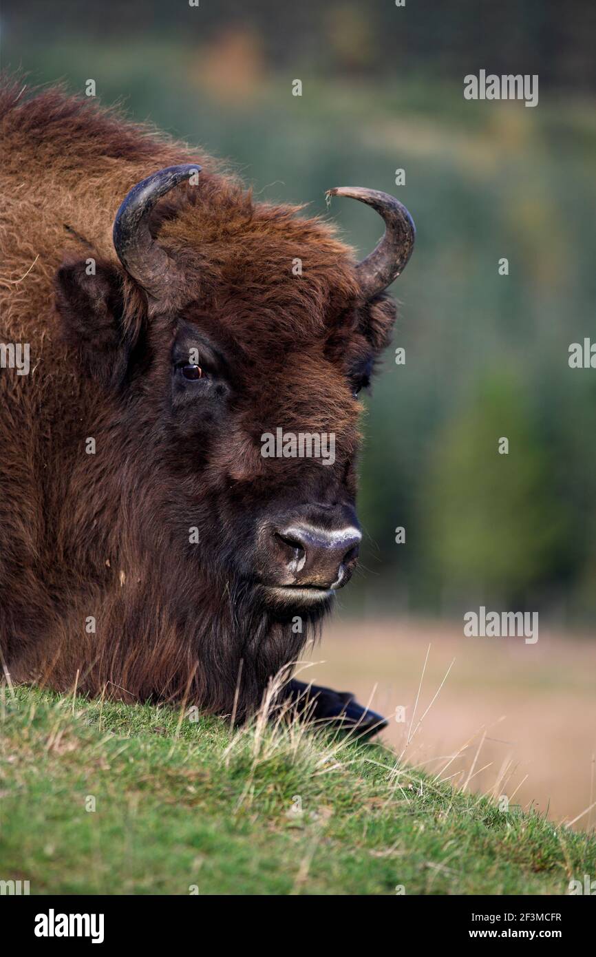 European bison (Bison bonasus), captive at Highland Wildlife Park, Kingussie, Scotland, UK Stock Photo