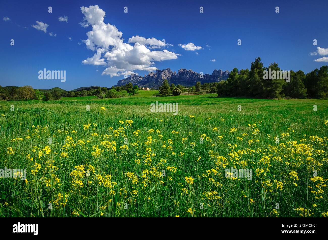 Spring afternoon among green fields near Sant Salvador de Guardiola, with Montserrat in the background and Mas Brunet in front of the mountain Stock Photo