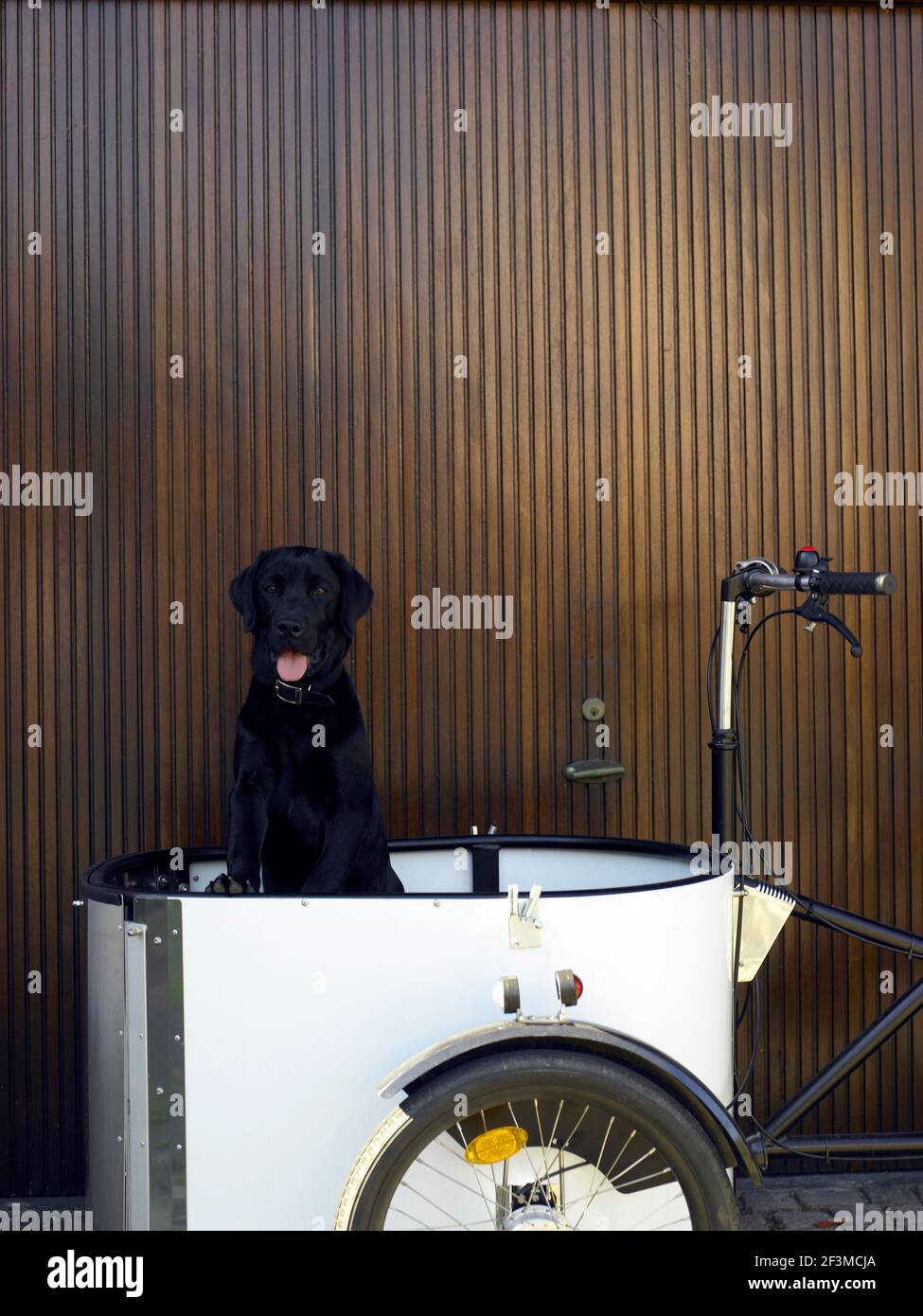 Black dog sitting in a bicycle trailer in front of wooden panelled wall of residential house, Denmark Stock Photo - Alamy Black dog sitting in a bicycle trailer in front of wooden panelled wall of residential house, Denmark Stock Photo - Alamy