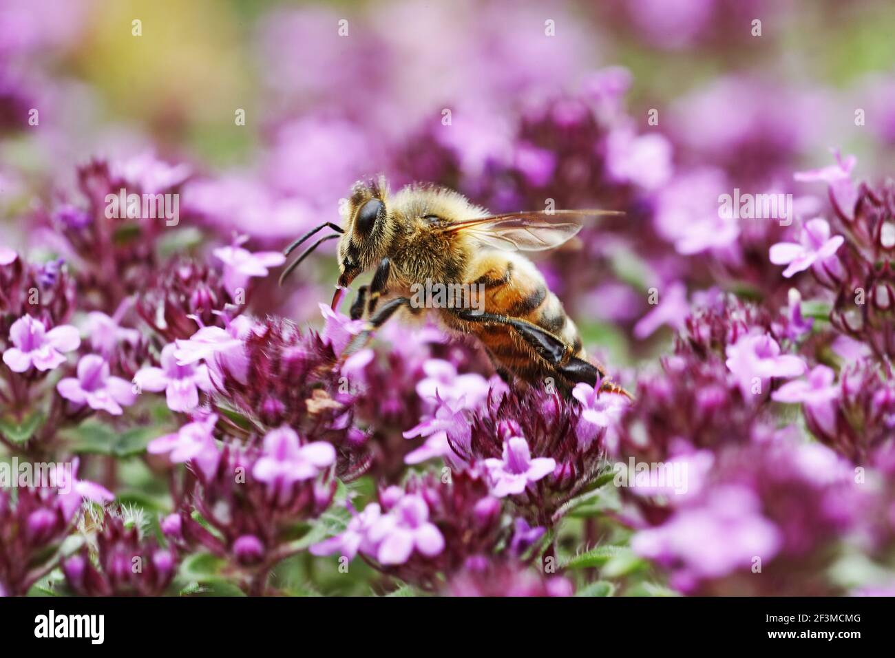 Honeybee - Feeding on ThymeApis mellifera Essex, UK IN000778 Stock Photo