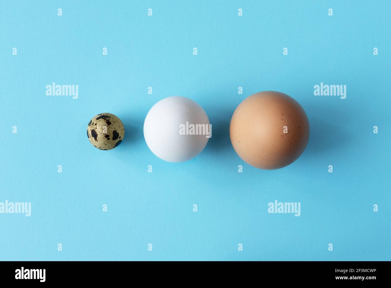 Three type of different birds eggs isolated on blue paper background. Various size and kind choice concept. Quail, egg and turkey eggs nutrients Stock Photo