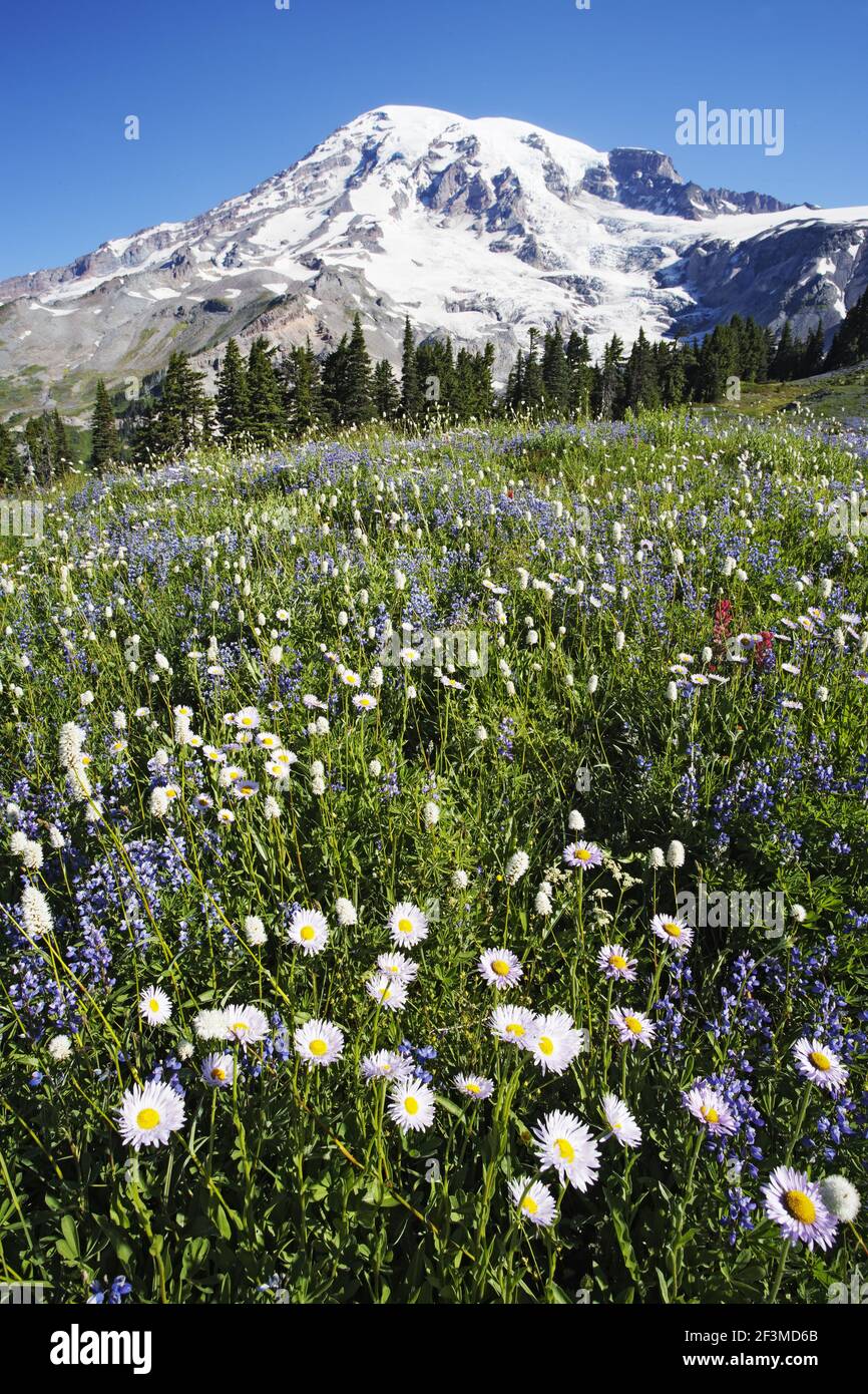 Mount Rainier with alpine meadow flowers, mainly: Subalpine Daisy (Erigeron peregrinus) Broadleaf Lupin (Lupinus latifolius) American Bistort (Polygon Stock Photo
