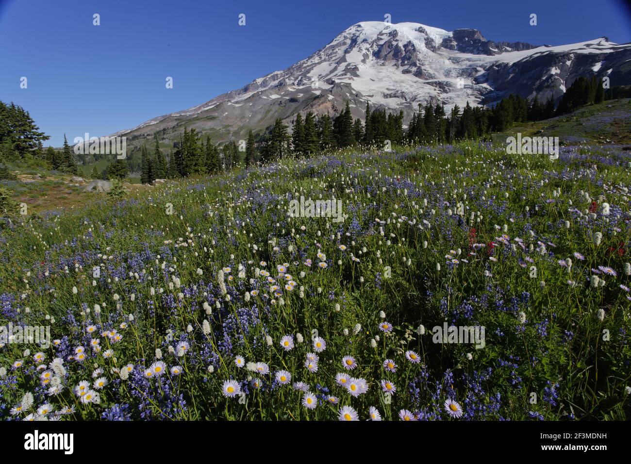 Mount Rainier with alpine meadow flowers, mainly: Subalpine Daisy (Erigeron peregrinus) Broadleaf Lupin (Lupinus latifolius) American Bistort (Polygon Stock Photo