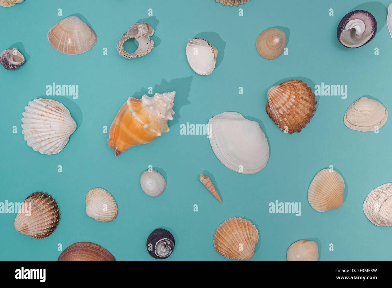 Various seashells pattern on pastel blue background Stock Photo