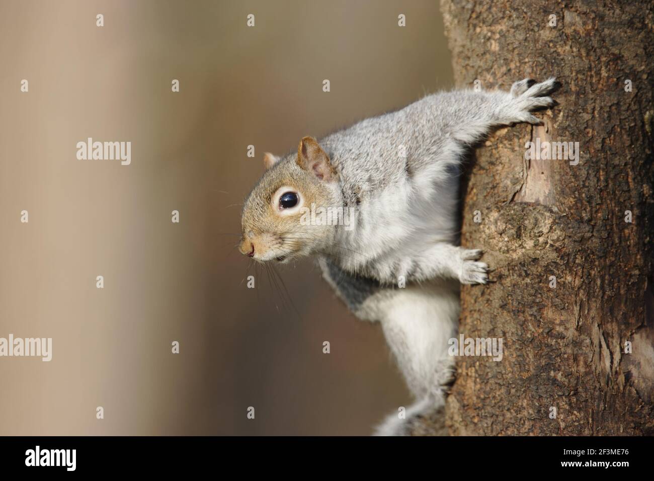 Grey SquirrelSciurus caroliniensis  Lea Valley Park Essex, UK MA000935 Stock Photo