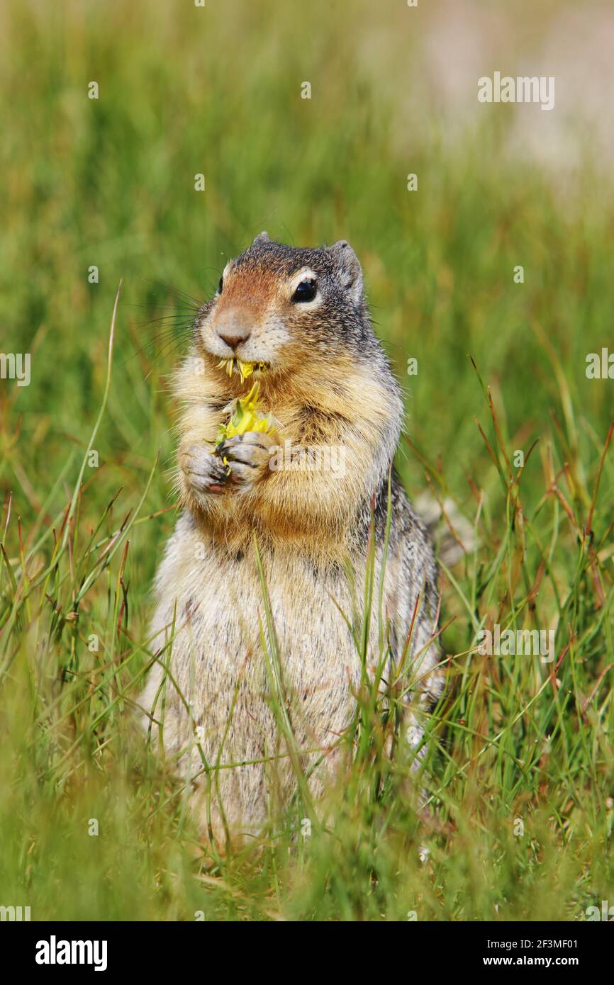 Canadian squirrel dandelion hires stock photography and images Alamy