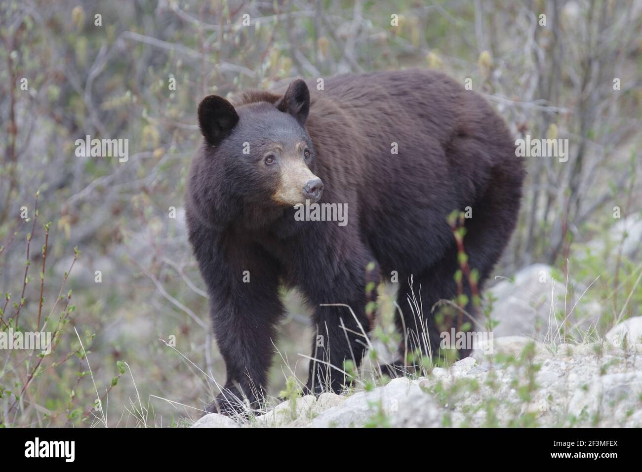 Black Bear FemaleUrsus americanus cinnamomum Canadian Rocky Mountains Alberta, Canada MA002058 Stock Photo