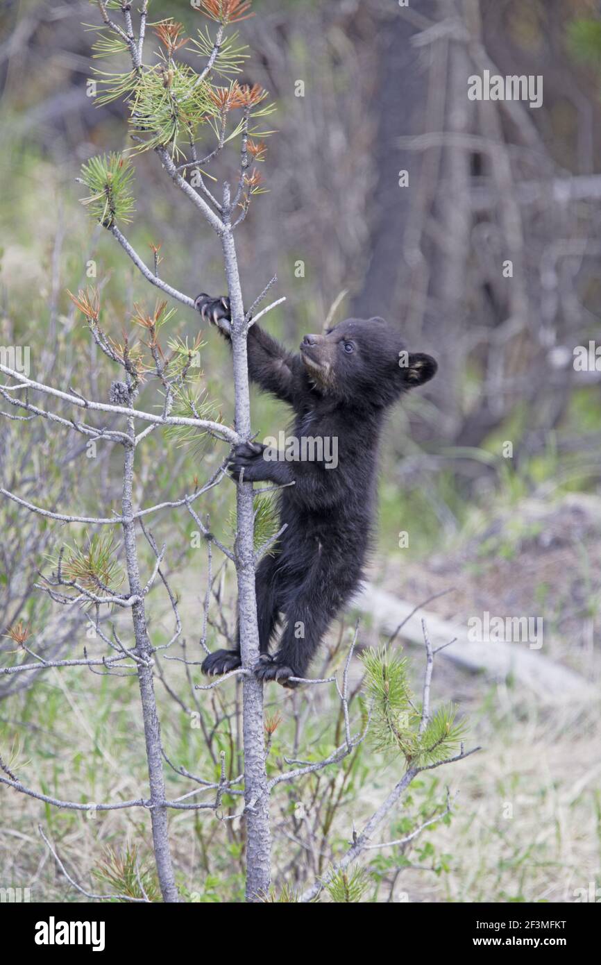 Black bear cubs tree hi-res stock photography and images - Alamy