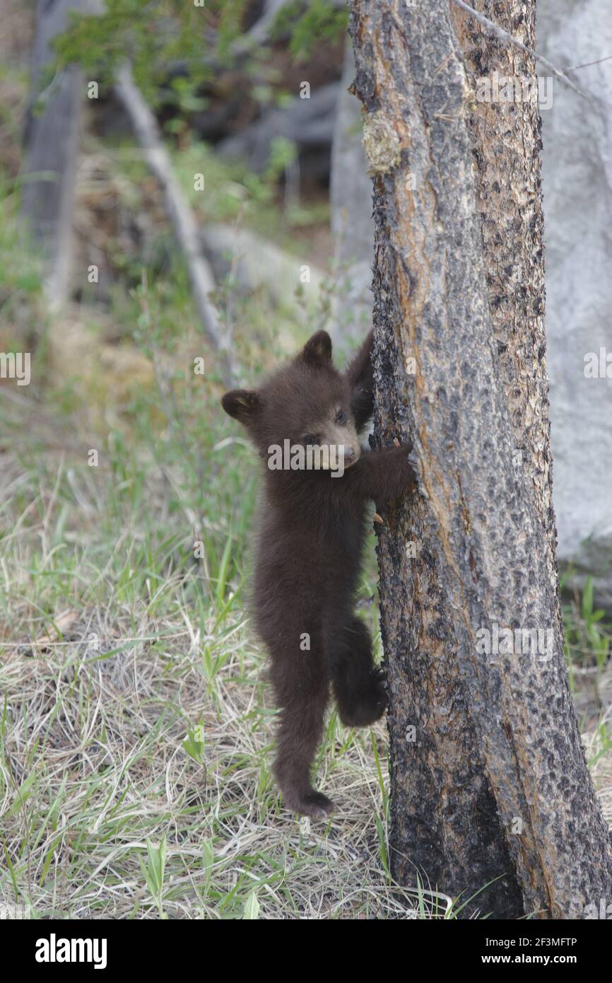 Black Bear - Cub climbing treeUrsus americanus cinnamomum Canadian Rocky Mountains Alberta, Canada MA002076 Stock Photo