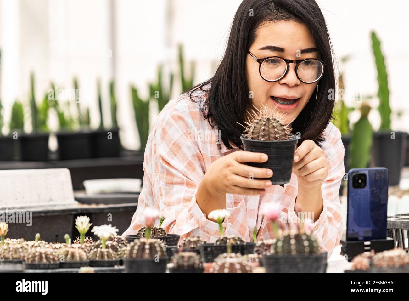 Authentic Asian women are live-streaming cactus sales. A beautiful Asian woman speaks and looks at her smartphone for selling products. Stock Photo