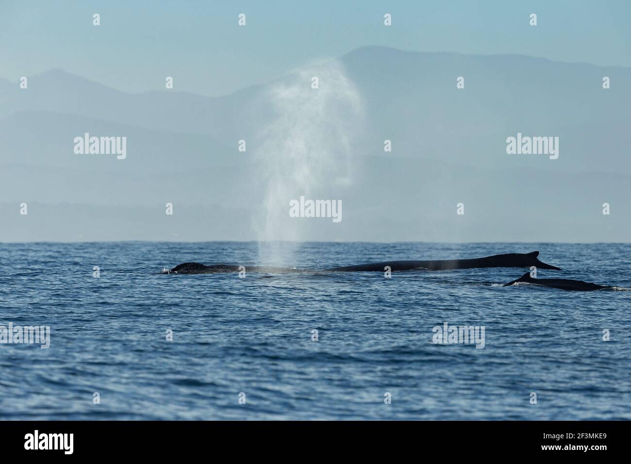 Humpback whale monterey bay hi-res stock photography and images - Alamy