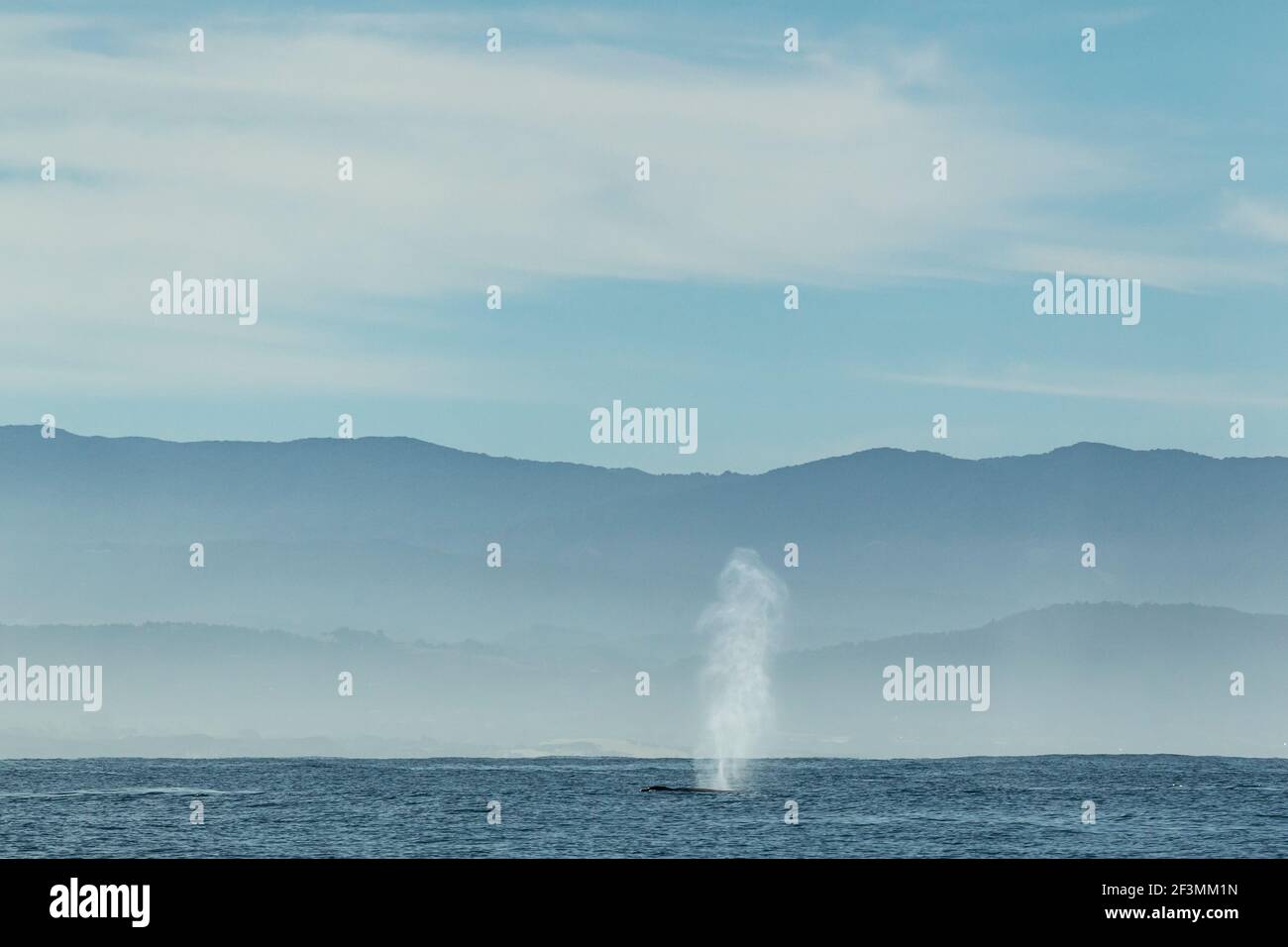 Humpback whale Megaptera novaeangliae, Moss Landing, Monterey Bay