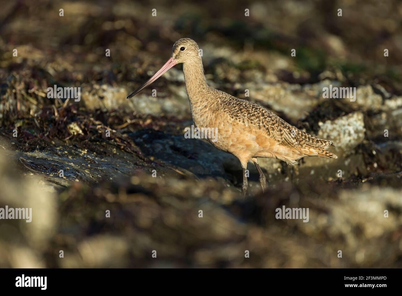 Marbled godwit Limosa fedoa, foraging along shoreline, Pillar Point ...