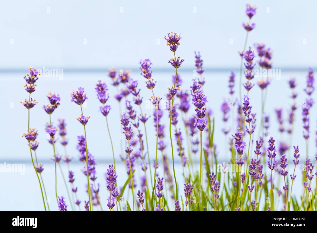 Lavender flowers over light blue wall close-up, natural photo background with selective soft focus Stock Photo