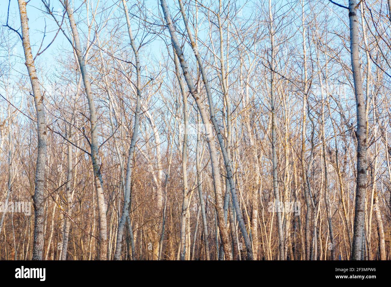 Woodland without leaves hi-res stock photography and images - Alamy