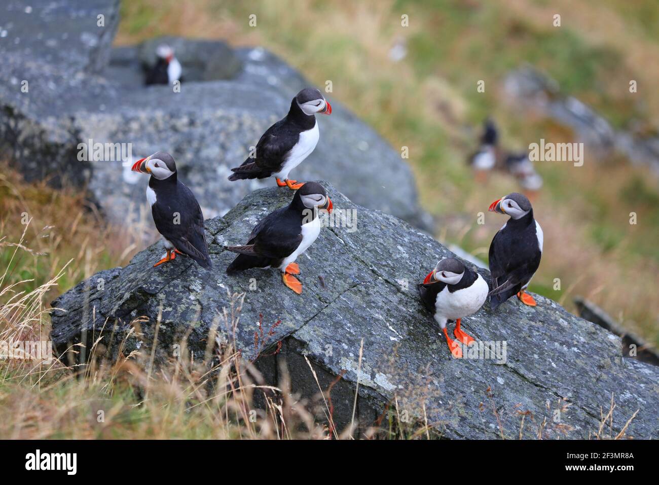 Puffin birds in Norway rainy weather. Birdwatching on island of Runde