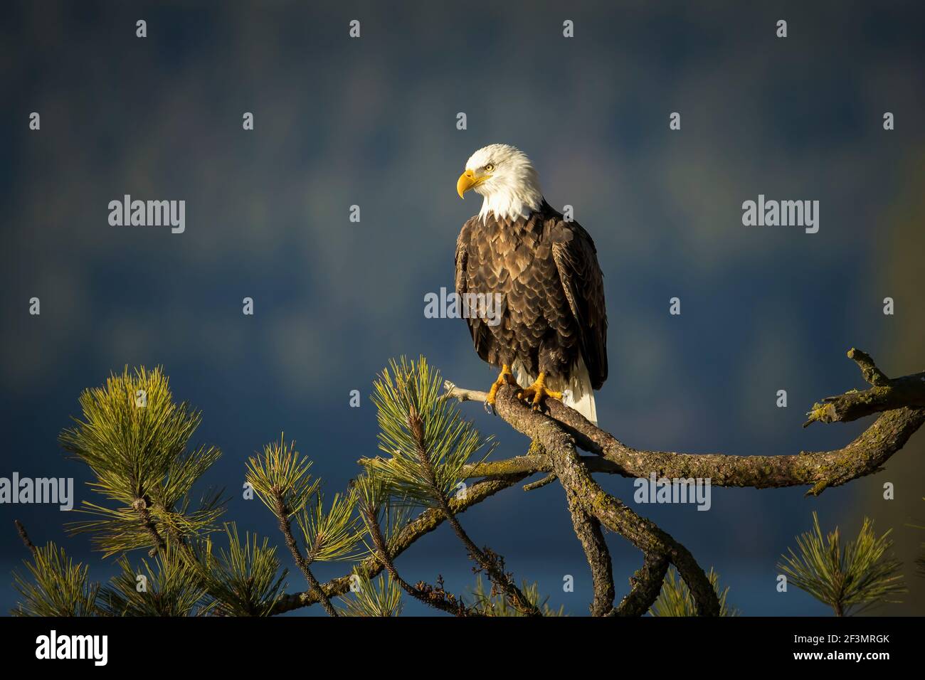 A large bald eagle is perched on a large branch in north Idaho Stock Photo Alamy