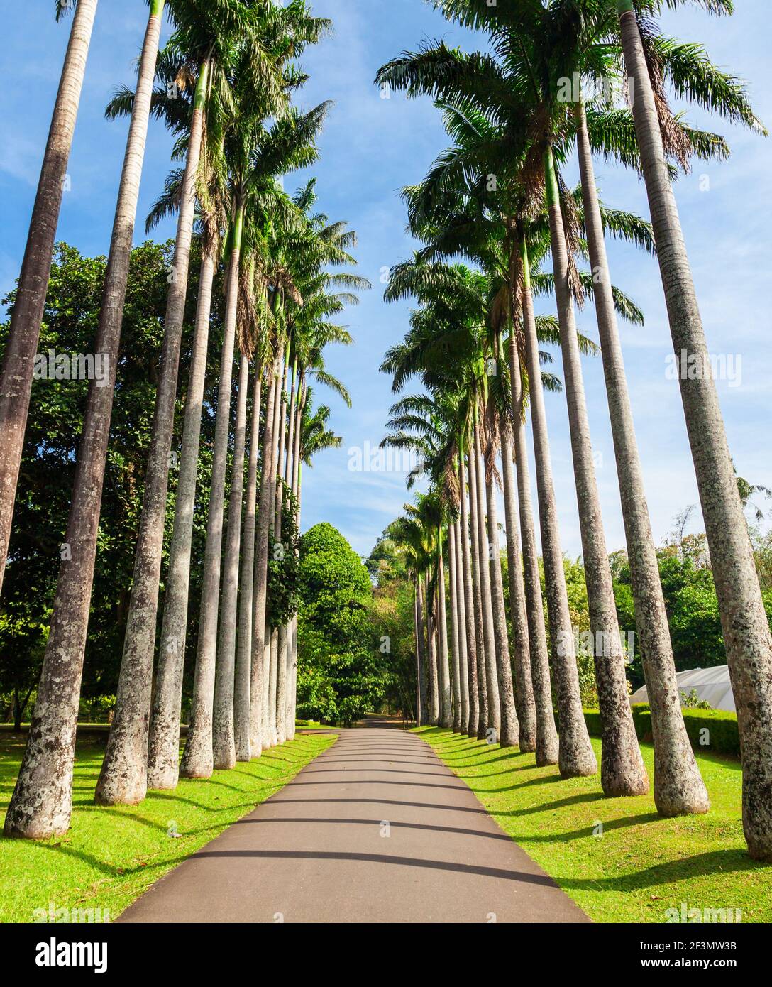 Peradeniya Royal Botanic Gardens located near Kandy city, Sri Lanka.  Peradeniya Royal Botanic Gardens are the largest of the botanical gardens  of Sri Stock Photo - Alamy