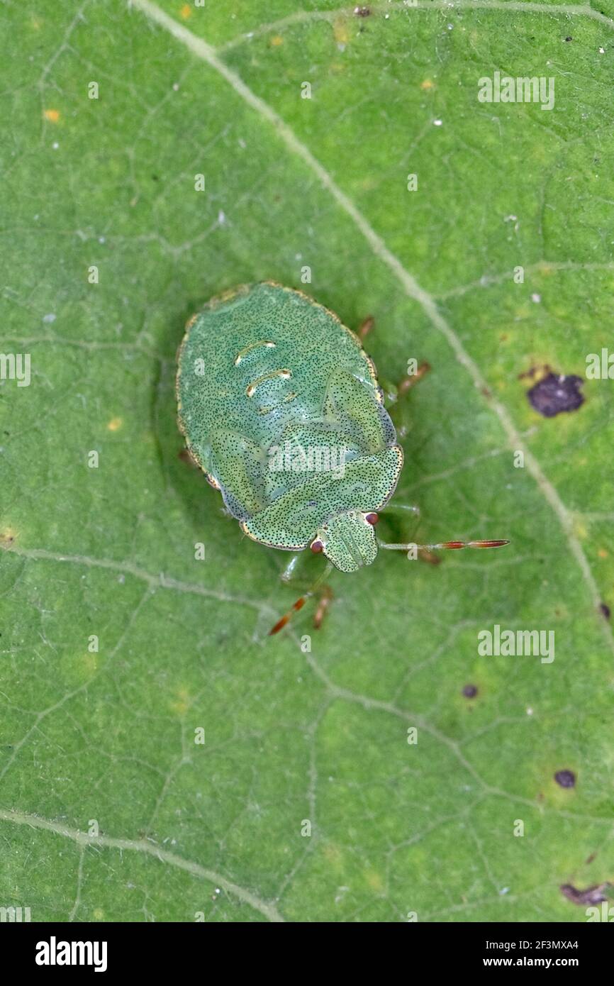 Green Shield Bug (Palomena prasina) nymph Stock Photo