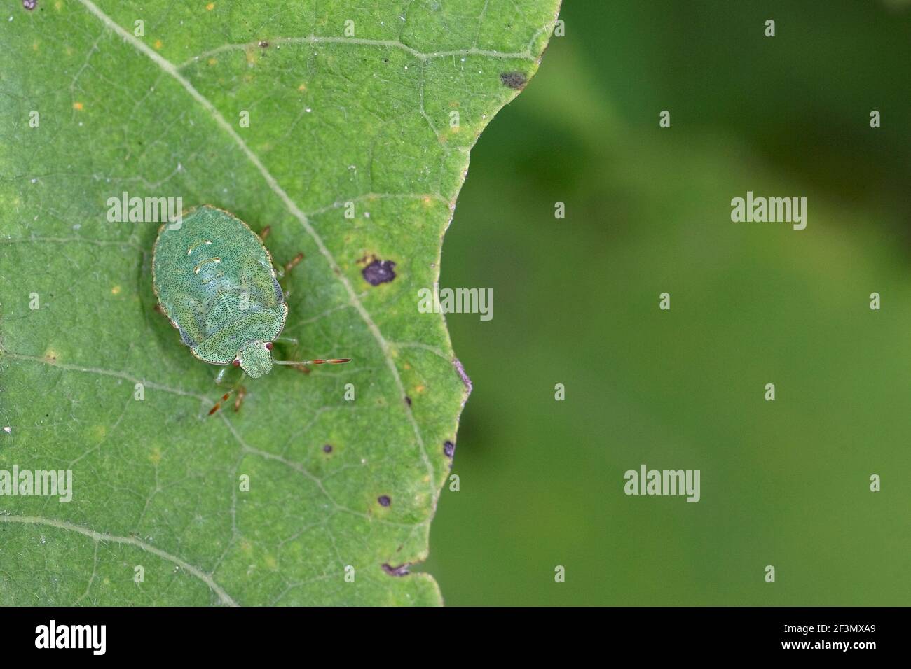 Green Shield Bug (Palomena prasina) nymph Stock Photo